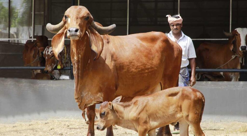 A2 Gir Cow Ghee - Pranadaha Organic